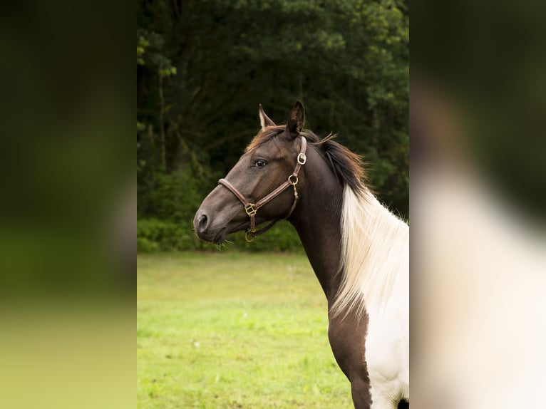 Trakehner Wallach 3 Jahre 167 cm Schecke in Lüdersdorf