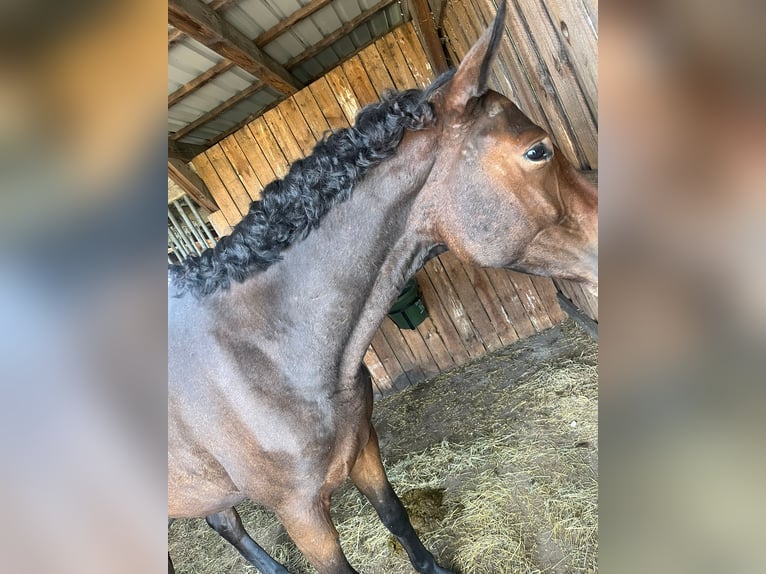 Trakehner Wallach 3 Jahre 168 cm Brauner in Ludwigslust