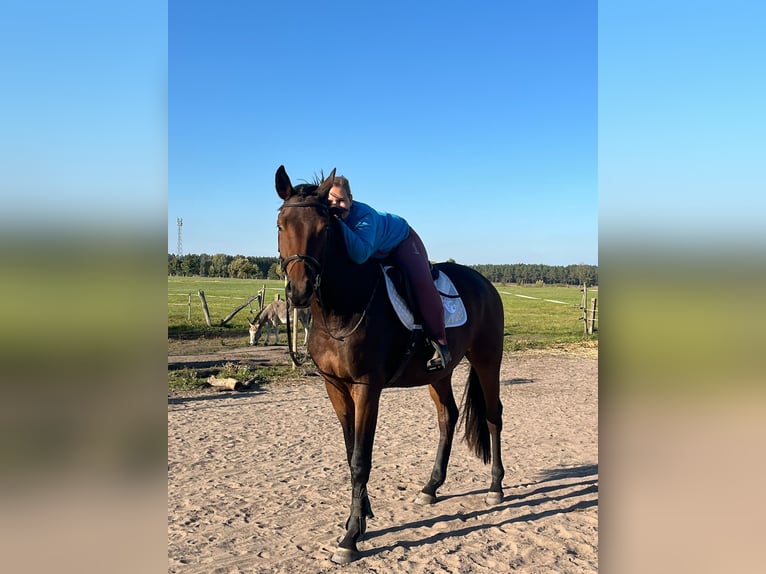 Trakehner Wallach 3 Jahre 168 cm Brauner in Ludwigslust