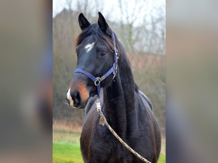 Trakehner Wallach 3 Jahre 168 cm Dunkelbrauner in Bismark