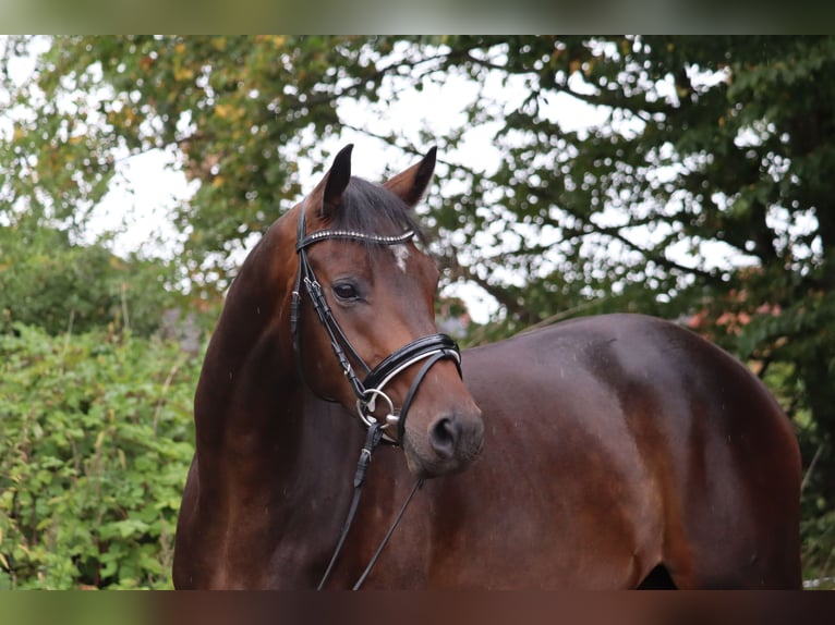 Trakehner Wallach 3 Jahre 168 cm Dunkelbrauner in Ahrensbök