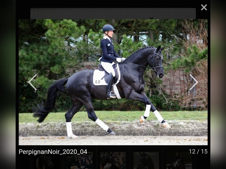 Trakehner Wallach 3 Jahre 168 cm Dunkelbrauner in Battenberg (Eder)