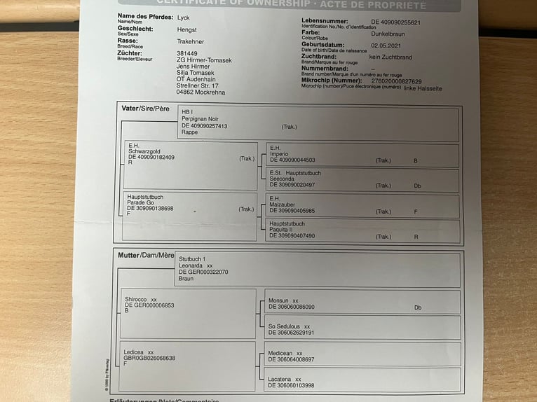 Trakehner Wallach 3 Jahre 168 cm Dunkelbrauner in Battenberg (Eder)