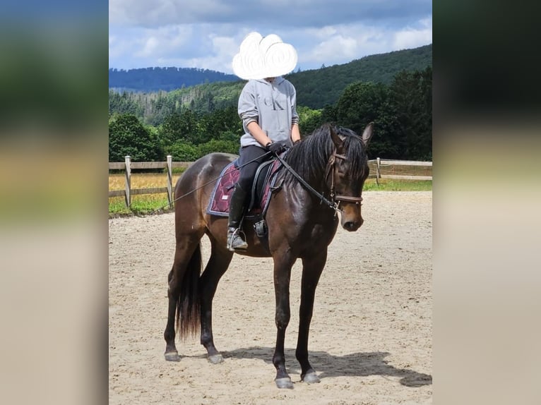 Trakehner Wallach 3 Jahre 168 cm Dunkelbrauner in Battenberg (Eder)