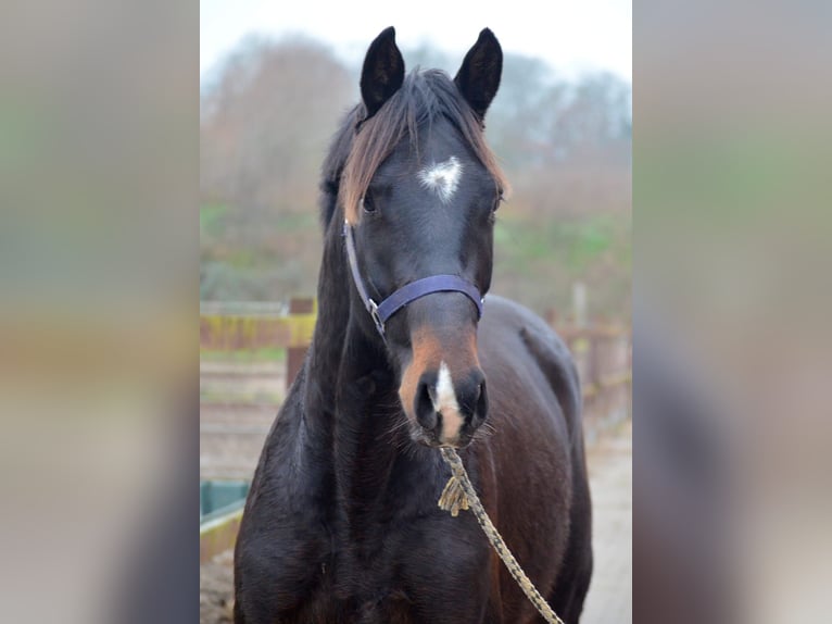 Trakehner Wallach 3 Jahre 168 cm Dunkelbrauner in Bismark