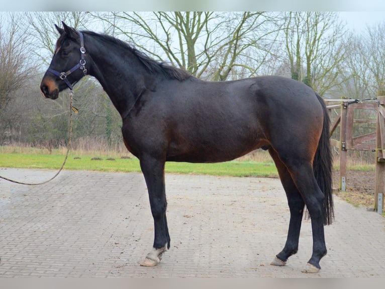 Trakehner Wallach 3 Jahre 168 cm Dunkelbrauner in Bismark
