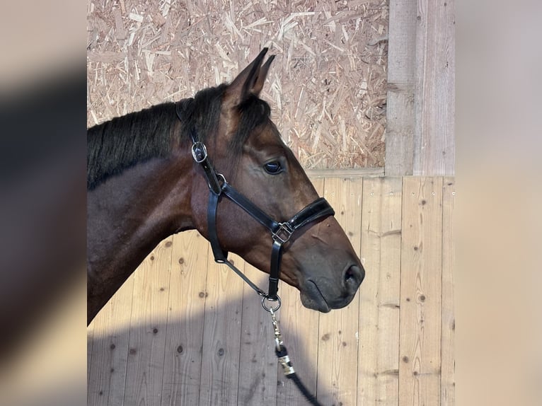 Trakehner Wallach 3 Jahre 168 cm Dunkelbrauner in Langenenslingen