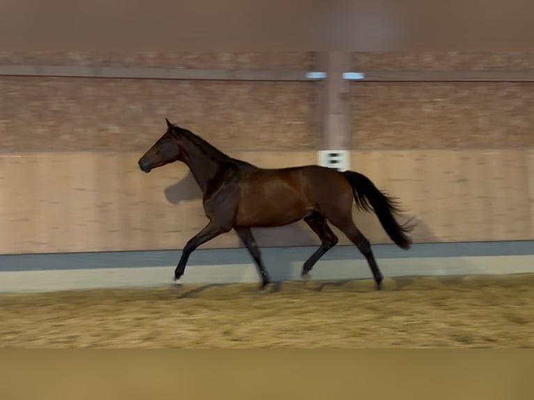 Trakehner Wallach 3 Jahre 168 cm Dunkelbrauner in Langenenslingen