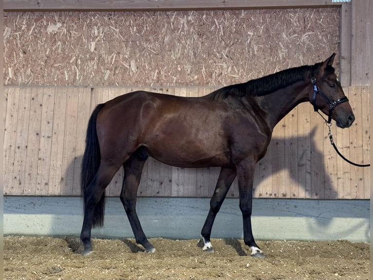 Trakehner Wallach 3 Jahre 168 cm Dunkelbrauner in Langenenslingen
