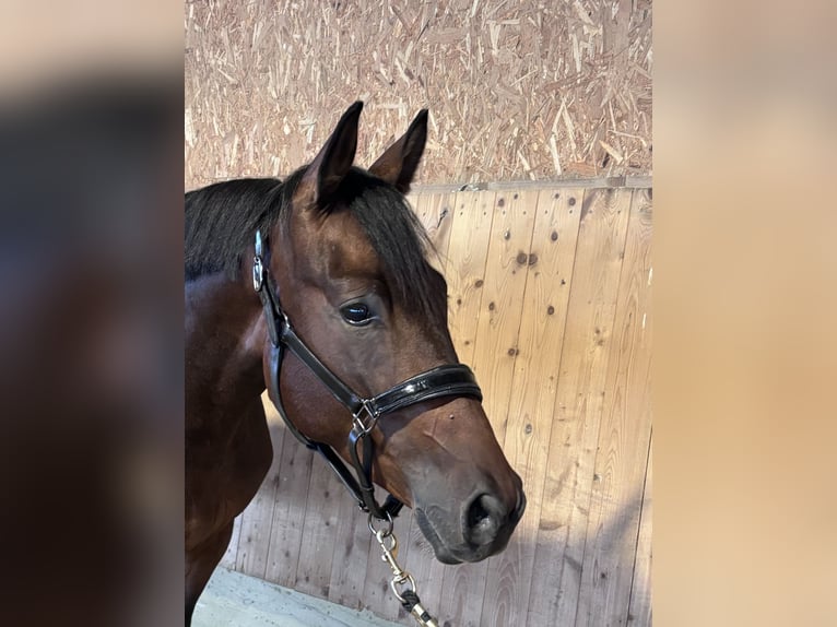 Trakehner Wallach 3 Jahre 168 cm Dunkelbrauner in Langenenslingen