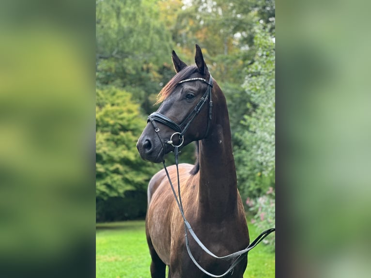 Trakehner Wallach 3 Jahre 168 cm Rappe in Wetter (Ruhr)