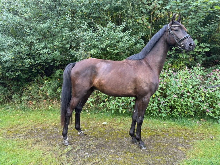 Trakehner Wallach 3 Jahre 168 cm Rappe in Wetter (Ruhr)