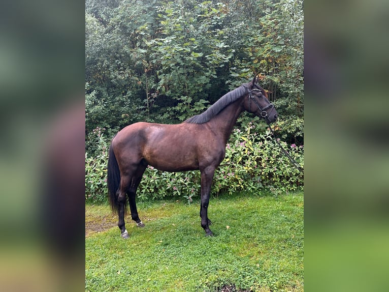 Trakehner Wallach 3 Jahre 168 cm Rappe in Wetter (Ruhr)