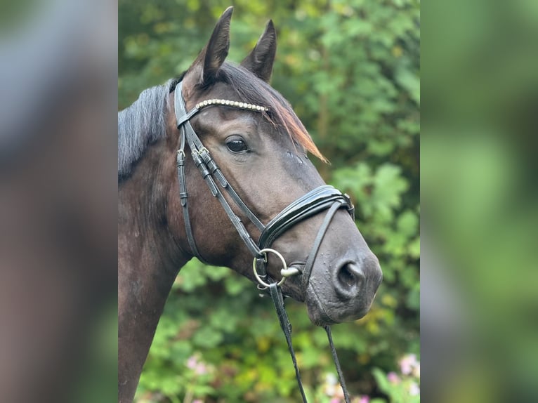Trakehner Wallach 3 Jahre 168 cm Rappe in Wetter (Ruhr)