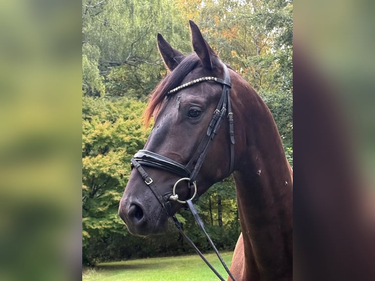 Trakehner Wallach 3 Jahre 168 cm Rappe in Wetter (Ruhr)