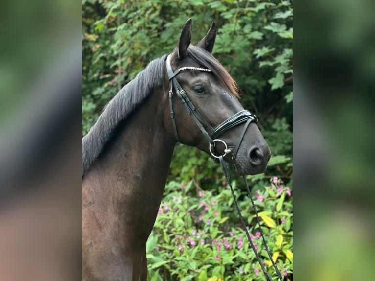 Trakehner Wallach 3 Jahre 168 cm Rappe in Wetter (Ruhr)