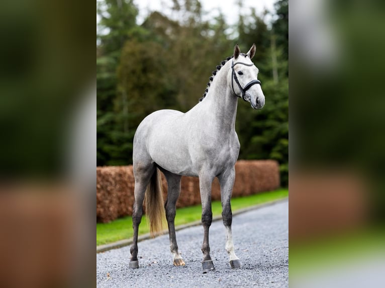 Trakehner Wallach 3 Jahre 168 cm Schimmel in Rees