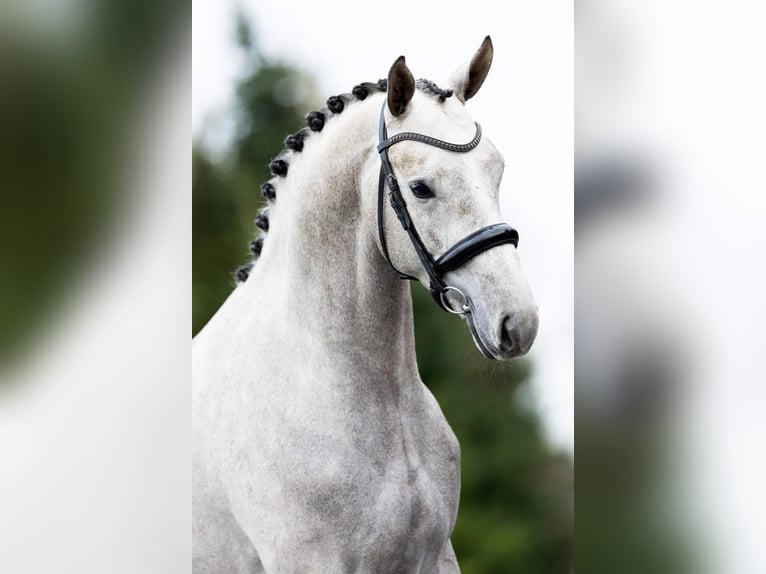 Trakehner Wallach 3 Jahre 168 cm Schimmel in Rees