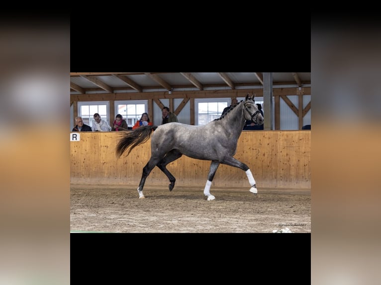 Trakehner Wallach 3 Jahre 168 cm Schimmel in Panker