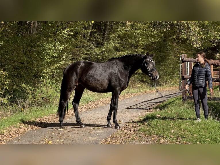 Trakehner Wallach 3 Jahre 168 cm Schwarzbrauner in Schenklengsfeld