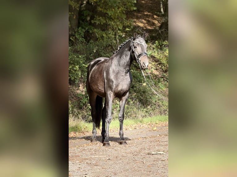 Trakehner Wallach 3 Jahre 168 cm Schwarzbrauner in Schenklengsfeld