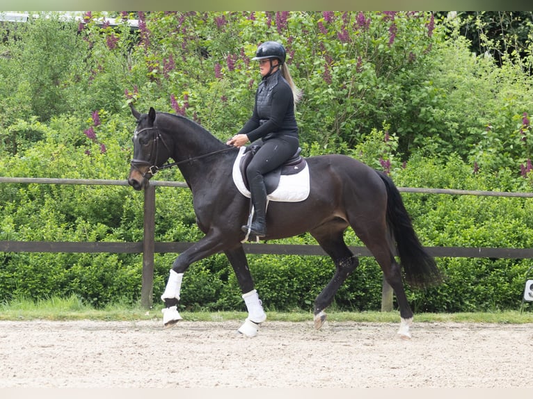 Trakehner Wallach 3 Jahre 168 cm Schwarzbrauner in Redefin