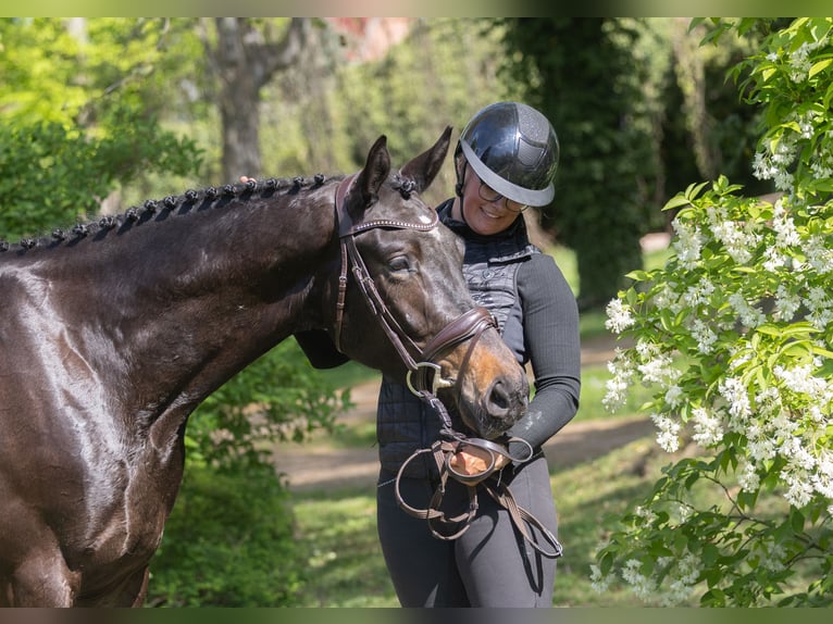Trakehner Wallach 3 Jahre 168 cm Schwarzbrauner in Redefin