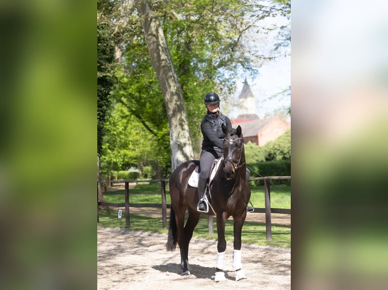 Trakehner Wallach 3 Jahre 168 cm Schwarzbrauner in Redefin