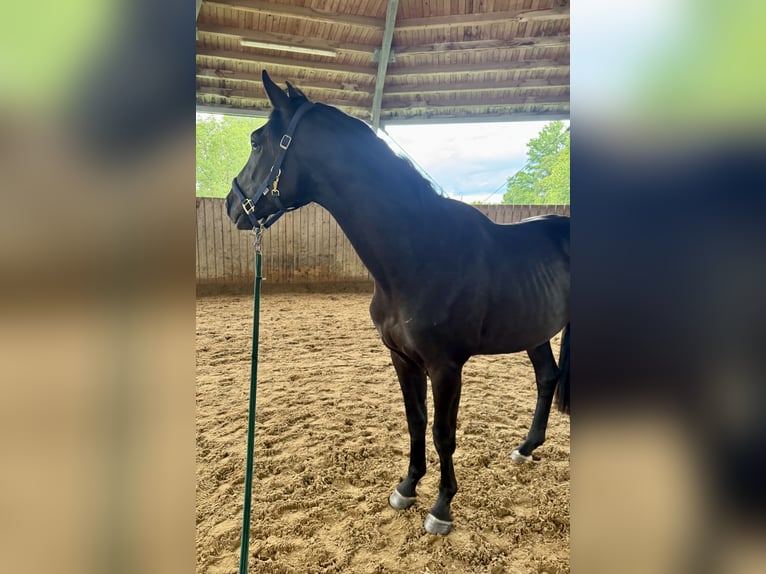 Trakehner Wallach 3 Jahre 168 cm Schwarzbrauner in Iffeldorf