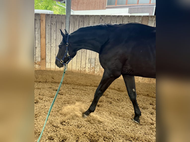 Trakehner Wallach 3 Jahre 168 cm Schwarzbrauner in Iffeldorf