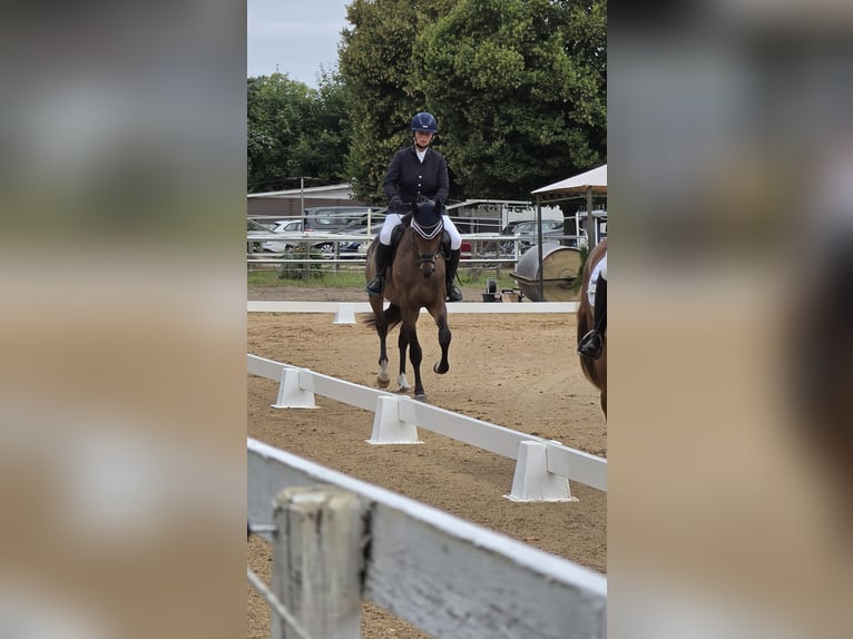 Trakehner Wallach 3 Jahre 169 cm Brauner in Kummersdorf-Gut