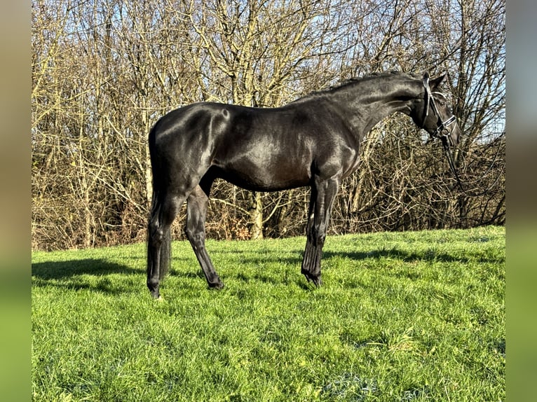 Trakehner Wallach 3 Jahre 169 cm in Rosdorf
