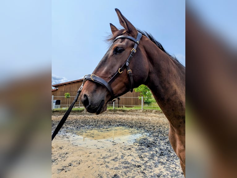 Trakehner Wallach 3 Jahre 170 cm Brauner in Wetzlar