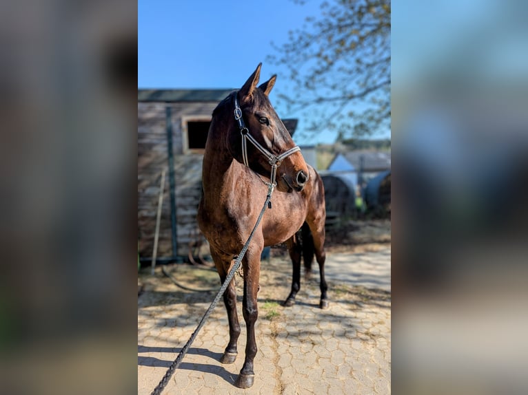 Trakehner Wallach 3 Jahre 170 cm Brauner in Wetzlar