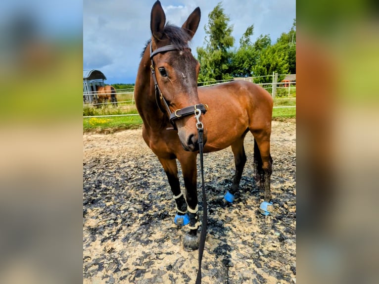 Trakehner Wallach 3 Jahre 170 cm Brauner in Wetzlar