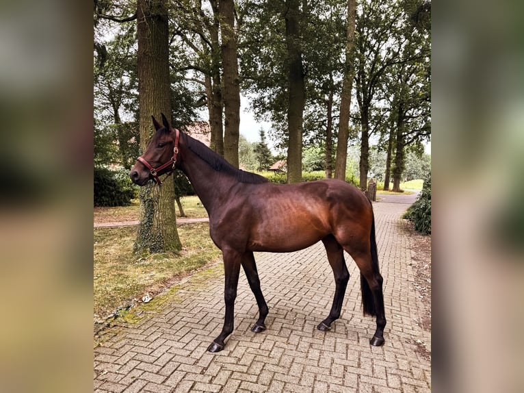 Trakehner Wallach 3 Jahre 170 cm Brauner in Freren