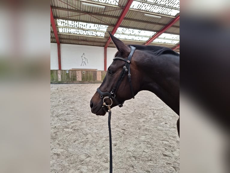 Trakehner Wallach 3 Jahre 170 cm Dunkelbrauner in Soltendieck Trakehner Wallach 3 Jahre 170 cm Dunkelbrauner in Soltendieck