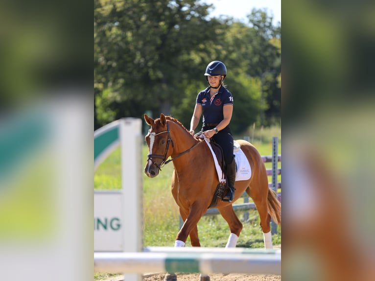 Trakehner Wallach 3 Jahre 170 cm Fuchs in Hamm
