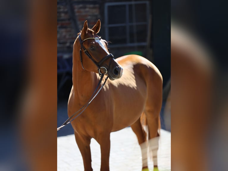 Trakehner Wallach 3 Jahre 170 cm Fuchs in Hamm