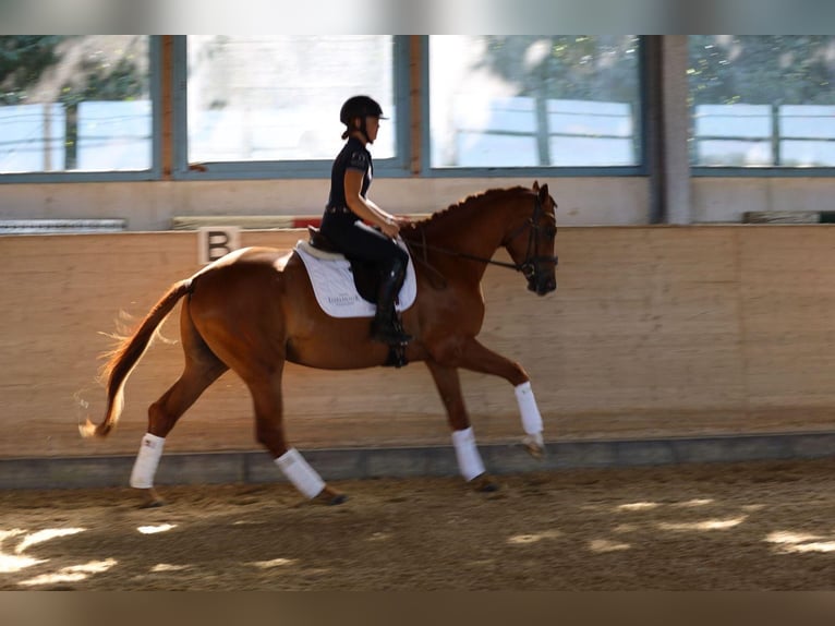 Trakehner Wallach 3 Jahre 170 cm Fuchs in Hamm