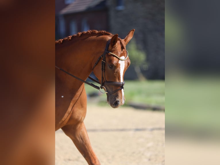 Trakehner Wallach 3 Jahre 170 cm Fuchs in Hamm