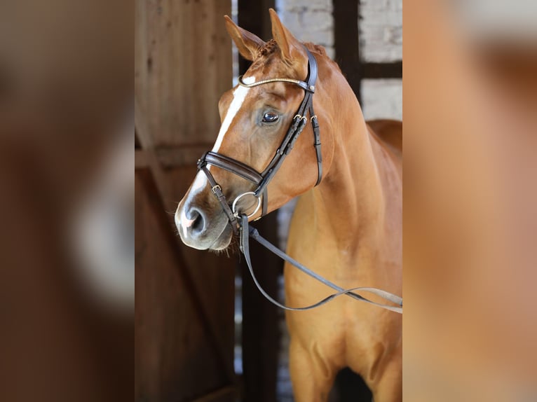 Trakehner Wallach 3 Jahre 170 cm Fuchs in Hamm