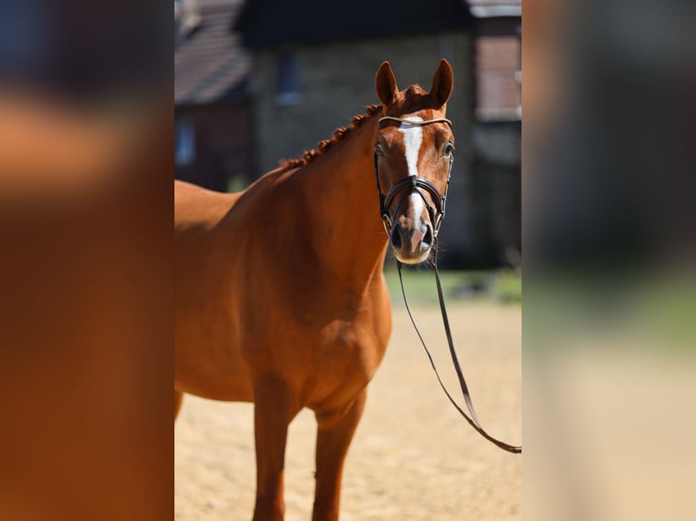 Trakehner Wallach 3 Jahre 170 cm Fuchs in Hamm
