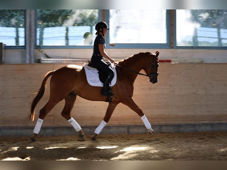 Trakehner Wallach 3 Jahre 170 cm Fuchs in Hamm