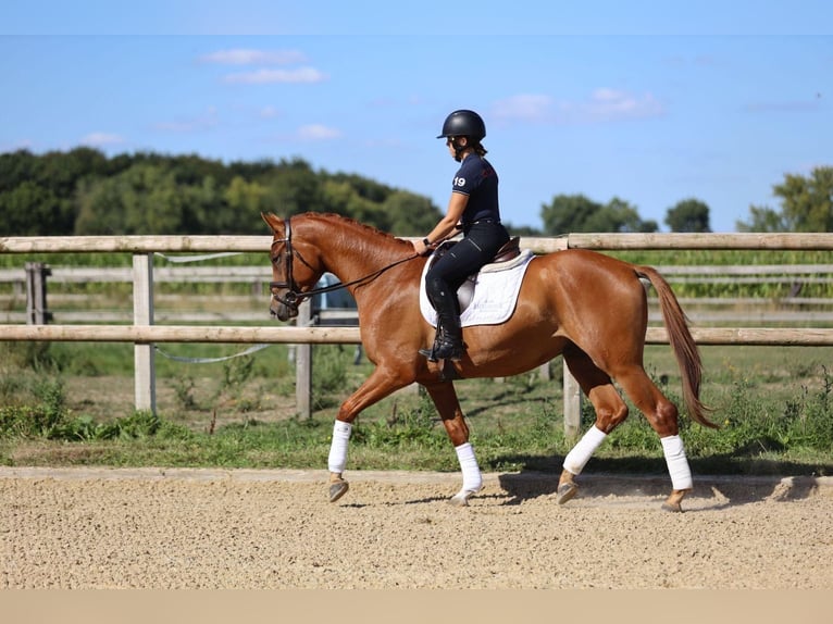 Trakehner Wallach 3 Jahre 170 cm Fuchs in Hamm