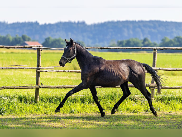 Trakehner Wallach 3 Jahre 170 cm Rappschimmel in Karlsfeld