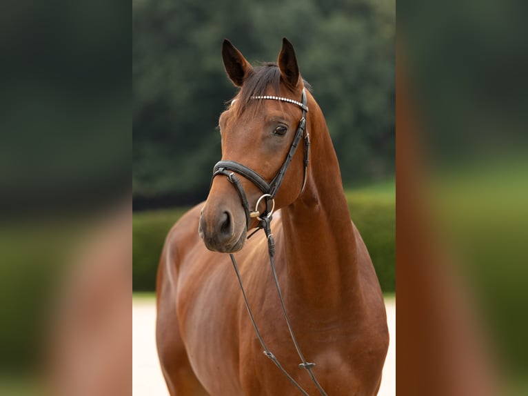 Trakehner Wallach 3 Jahre 171 cm Brauner in Wolfhagen