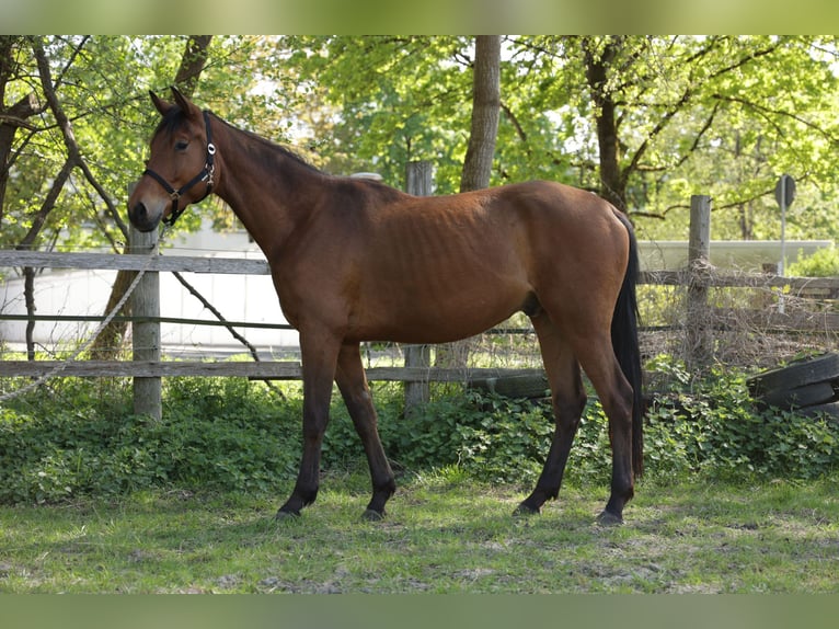 Trakehner Wallach 3 Jahre 172 cm Brauner in Nienhagen