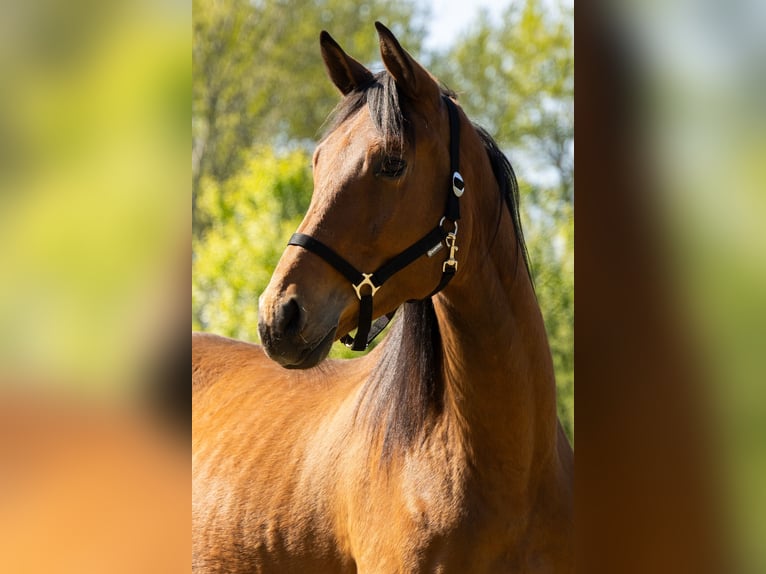Trakehner Wallach 3 Jahre 172 cm Brauner in Nienhagen