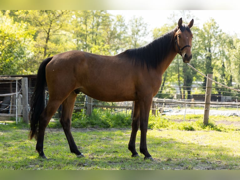 Trakehner Wallach 3 Jahre 172 cm Brauner in Nienhagen